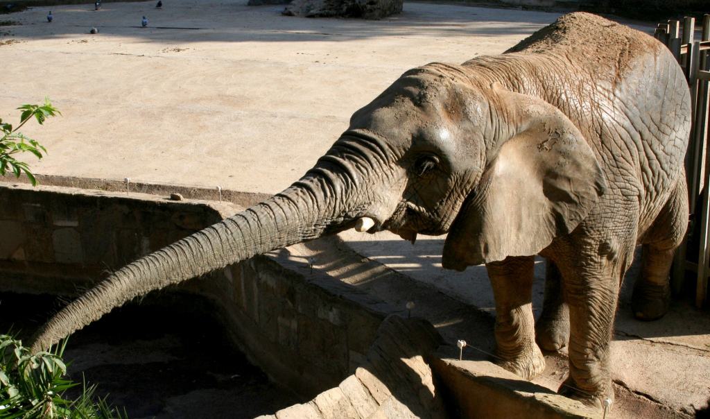 פיל בגן החיות של פארק המצודה